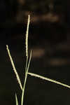 Hairyseed paspalum 